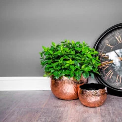 Hammered Bowl - Copper With Black -Plant potted plants Hammered Bowl Copper Lifestyle