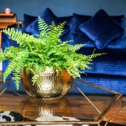 Hammered Bowl - Gold With Black -Plant potted plants Hammered Bowl Gold Lifestyle 3