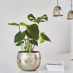 Hammered Bowl - Nickel With Black -Plant potted plants Hammered Bowl Silver Lifestyle