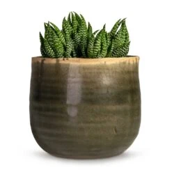 Haworthia Zebrina -Plant potted plants Haworthia Zebrina 10.5x16cm Iris Plant Pot Moss Grey 17x13cm daf17958 18e5 4457 9f44 887f8e666dc3