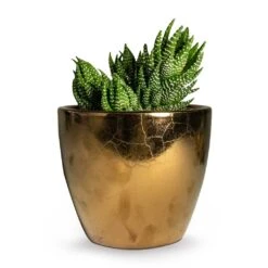Haworthia Zebrina -Plant potted plants Haworthia Zebrina 10.5x16cm Sven Plant Pot Gold 13x11cm 14cdb169 b68f 473c a25b 1adf97a44577