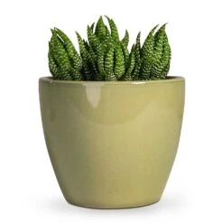 Haworthia Zebrina -Plant potted plants Haworthia Zebrina 10.5x16cm Sven Plant Pot Mint 15x13cm 039a09f1 3339 4fa4 b1a7 5c15050659dc