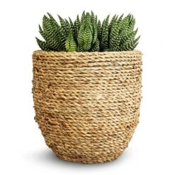 Cody Plant Pot - Straw Grass -Plant potted plants Haworthia Zebrina 10.5x17cm Cody Plant Pot Straw Grass 17x15cm 176c7f15 f1b3 4be3 8ae1 f83efb605f74