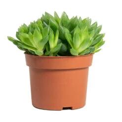 Haworthia Cooperi -Plant potted plants Haworthia cooperi 10.5cm