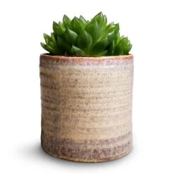 Hera Plant Pot - Ivory 22 Hera Plant Pot - Ivory -Plant potted plants Haworthia cooperi 10.5x16cm Hera Plant Pot Ivory 13x14cm 233710a2 583e 4bf2 b8e1 46f9d14a571b