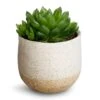 Haworthia Cooperi -Plant potted plants Haworthia cooperi 10.5x16cm Iris Plant Pot Sand 14x12cm