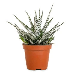 Haworthia Fasciala Alba -Plant potted plants Haworthia fasciala Alba 8x15cm