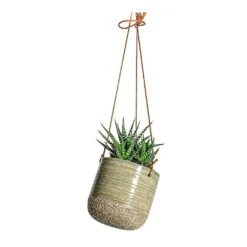 Haworthia Fasciala Alba -Plant potted plants Haworthia fasciala Alba Issa Hanging Plant Pots Set of 2 Light Grey single
