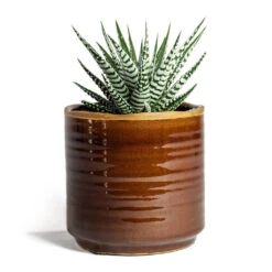 Haworthia Fasciala Alba -Plant potted plants Haworthia fasciala Alba Jordy Plant Pot Caramel