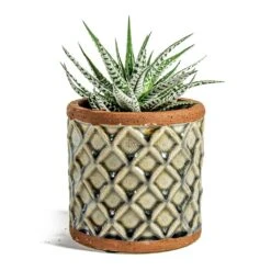 Haworthia Fasciala Alba -Plant potted plants Haworthia fasciala Alba liam grey plant pot e31b97a6 b4b7 455c 8a12 ca5c1c0f6966