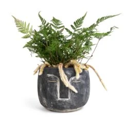 Humata Tyermannii - White Rabbit's Foot Fern -Plant potted plants Head Plant Pot Anthracite 16x13cm Humata tyermannii White Rabbit s Foot Fern 12x20cm 760d7229 8da0 4171 9d4d 2342f4be7e51