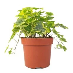 Hedera Helix Golden Kolibri - English Ivy 10 Hedera Helix Golden Kolibri - English Ivy -Plant potted plants Hedera helix Golden Kolibri English Ivy 13x20cm