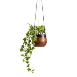 Mya Hanging Planter - Shiny Mocha -Plant potted plants Hedera helix Golden Kolibri English Ivy 13x20cm Mya Hanging Planter Shiny Mocha 15x13cm