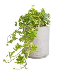 Suzi Plant Pot - Grey Washed 23 Suzi Plant Pot - Grey Washed -Plant potted plants Hedera helix Golden Kolibri English Ivy 13x20cm Suzi Plant Pot Grey Washed 18x21.5cm 96c3f853 bb91 4726 90a2 7afaeb7d8bec