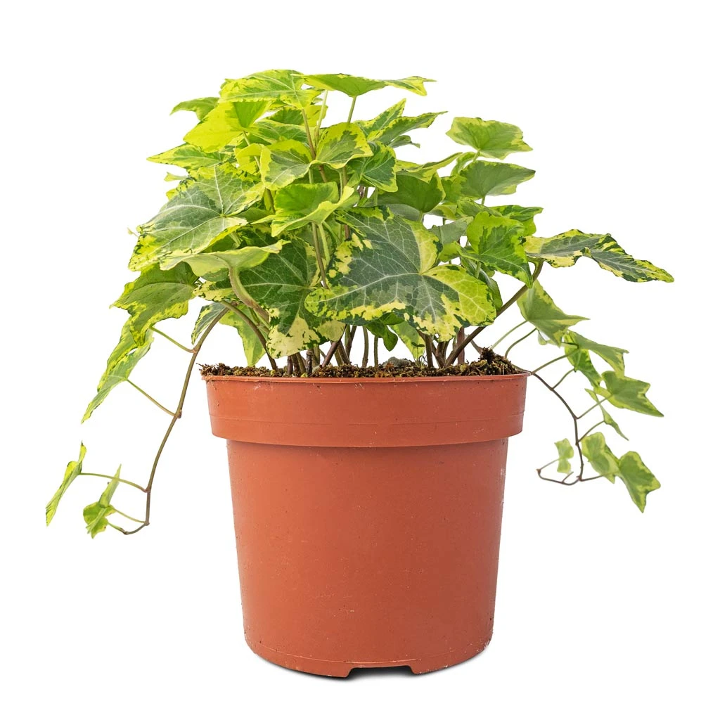 Hedera Helix Golden Kolibri - English Ivy 5 Hedera Helix Golden Kolibri - English Ivy - Image 3