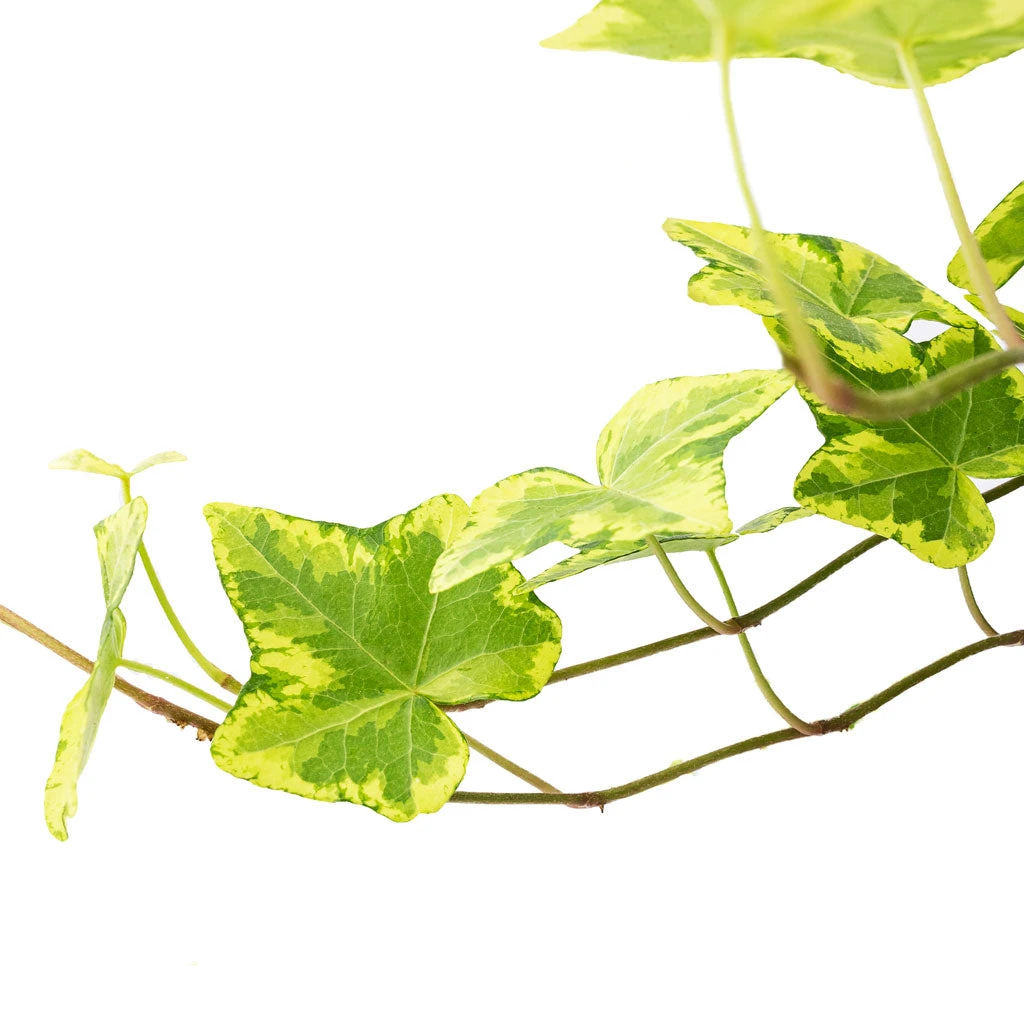 Hedera Helix Golden Kolibri - English Ivy 4 Hedera Helix Golden Kolibri - English Ivy - Image 2