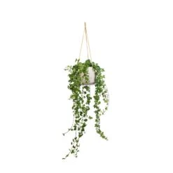 Hedera Helix Pittsburgh - English Ivy -Plant potted plants Hedera helix Pittsburgh English Ivy 17x70cm Patt Hanging Plant Pot Grey Washed 23x20cm