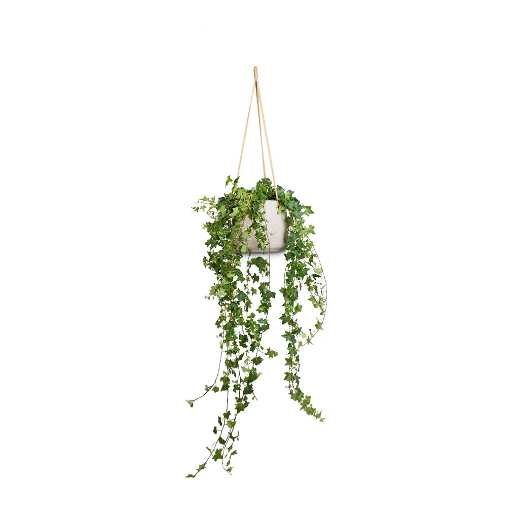 Patt Hanging Plant Pot - Grey Washed 8 Patt Hanging Plant Pot - Grey Washed - Image 6