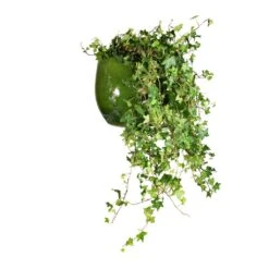 Hedera Helix Pittsburgh - English Ivy -Plant potted plants Hedera helix Pittsburgh English Ivy 24x100cm Aimee Plant Pot Pear 33x28cm