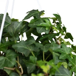 Hedera Helix Pittsburgh - English Ivy -Plant potted plants Hedera helix Pittsburgh English Ivy Close
