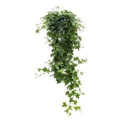Hedera Helix Pittsburgh - English Ivy -Plant potted plants Hedera helix Pittsburgh English Ivy large