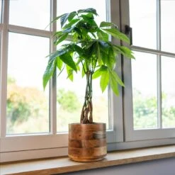 Helle Plant Pot - Natural 31 Helle Plant Pot - Natural -Plant potted plants Helle Natural 3