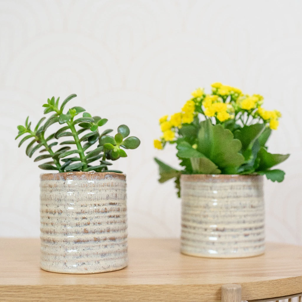 Hera Plant Pot - Ivory 9 Hera Plant Pot - Ivory - Image 7