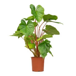 Homalomena Rubescens Maggy - Shield Plant -Plant potted plants Homalomena rubescens Maggy Shield Plant 19x70cm