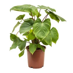 Homalomena Rubescens Maggy - Shield Plant -Plant potted plants Homalomena rubescens Maggy Shield Plant 24cm