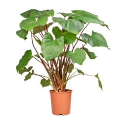 Homalomena Rubescens Maggy - Shield Plant -Plant potted plants Homalomena rubescens Maggy Shield Plant 24x100cm 2