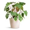 Homalomena Rubescens Maggy - Shield Plant 1 Homalomena Rubescens Maggy - Shield Plant -Plant potted plants Homalomena rubescens Maggy Shield Plant 24x70cm Bucket Refined Planter Natural White 50x40cm 92e72f0f a1e0 46fb 8fa3 d6314de7876e