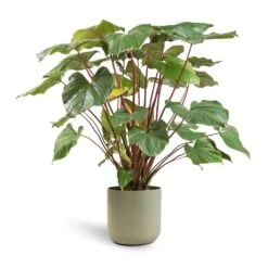 Homalomena Rubescens Maggy - Shield Plant -Plant potted plants Homalomena rubescens Maggy Shield Plant 24x70cm Lisbon Plant Pot Sage 26x26cm