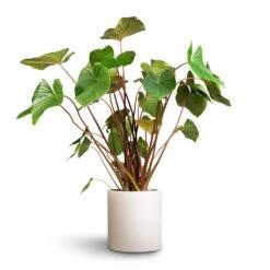 Max Refined Planter - Natural White -Plant potted plants Homalomena rubescens Maggy Shield Plant 24x70cm Max Refined Planter Natural White 1 54ee5a56 ac83 4a9a 9f01 8725b4545e36