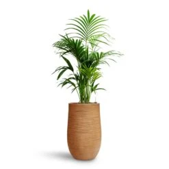 Howea - Kentia Palm - HydroCare 32 Howea - Kentia Palm - HydroCare -Plant potted plants Howea Kentia Palm HydroCare Dune Partner Planter Almond