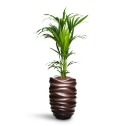 Howea - Kentia Palm - HydroCare 30 Howea - Kentia Palm - HydroCare -Plant potted plants Howea Kentia Palm HydroCare Gradient Lee Partner Planter Matt Coffee