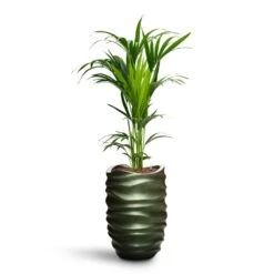 Howea - Kentia Palm - HydroCare 38 Howea - Kentia Palm - HydroCare -Plant potted plants Howea Kentia Palm HydroCare Gradient Lee Partner Planter Matt Forest