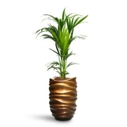 Howea - Kentia Palm - HydroCare 35 Howea - Kentia Palm - HydroCare -Plant potted plants Howea Kentia Palm HydroCare Gradient Lee Partner Planter Matt Honey