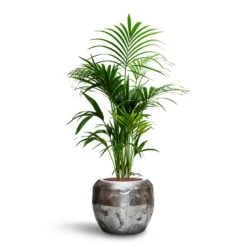 Opus Raw Couple Planter - Silver -Plant potted plants Howea Kentia Palm HydroCare Opus Raw Couple Planter Silver 44f54989 4d09 4c03 a022 682ae3cdfe37