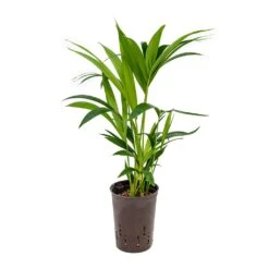 Howea - Kentia Palm - HydroCare 41 Howea - Kentia Palm - HydroCare -Plant potted plants Howea Kentia Palm Hydroculture 15 19x60cm
