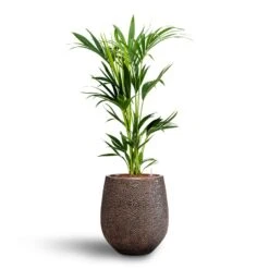 Howea - Kentia Palm - HydroCare 25 Howea - Kentia Palm - HydroCare -Plant potted plants Howea Kentia Palm Hydroculture 18 19 x 100cm Opus Hit Darcy Planter Gold 38 x 42cm