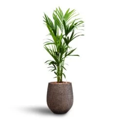 Howea - Kentia Palm - HydroCare 37 Howea - Kentia Palm - HydroCare -Plant potted plants Howea Kentia Palm Hydroculture 18 19 x 120cm Opus Hit Darcy Planter Gold 38 x 42cm
