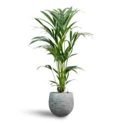 Howea - Kentia Palm - HydroCare 31 Howea - Kentia Palm - HydroCare -Plant potted plants Howea Kentia Palm Hydroculture 19 17 x 90cm Ryan Plant Pot White Black 26 x 26cm