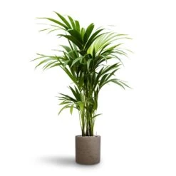 Howea - Kentia Palm - HydroCare 39 Howea - Kentia Palm - HydroCare -Plant potted plants Howea Kentia Palm Hydroculture 19 18 x 100cm Puk Rough Planter Grey Washed 25cm x 25cm