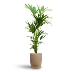 Howea - Kentia Palm - HydroCare 40 Howea - Kentia Palm - HydroCare -Plant potted plants Howea Kentia Palm Hydroculture 24 22 x 140cm Chao Plant Pot Concrete 32 x 42.5cm
