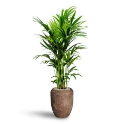 Howea - Kentia Palm - HydroCare 27 Howea - Kentia Palm - HydroCare -Plant potted plants Howea Kentia Palm Hydroculture 27 26 x 150cm Polystone Coated Plain Coppa Planter Rock 45 x 55cm
