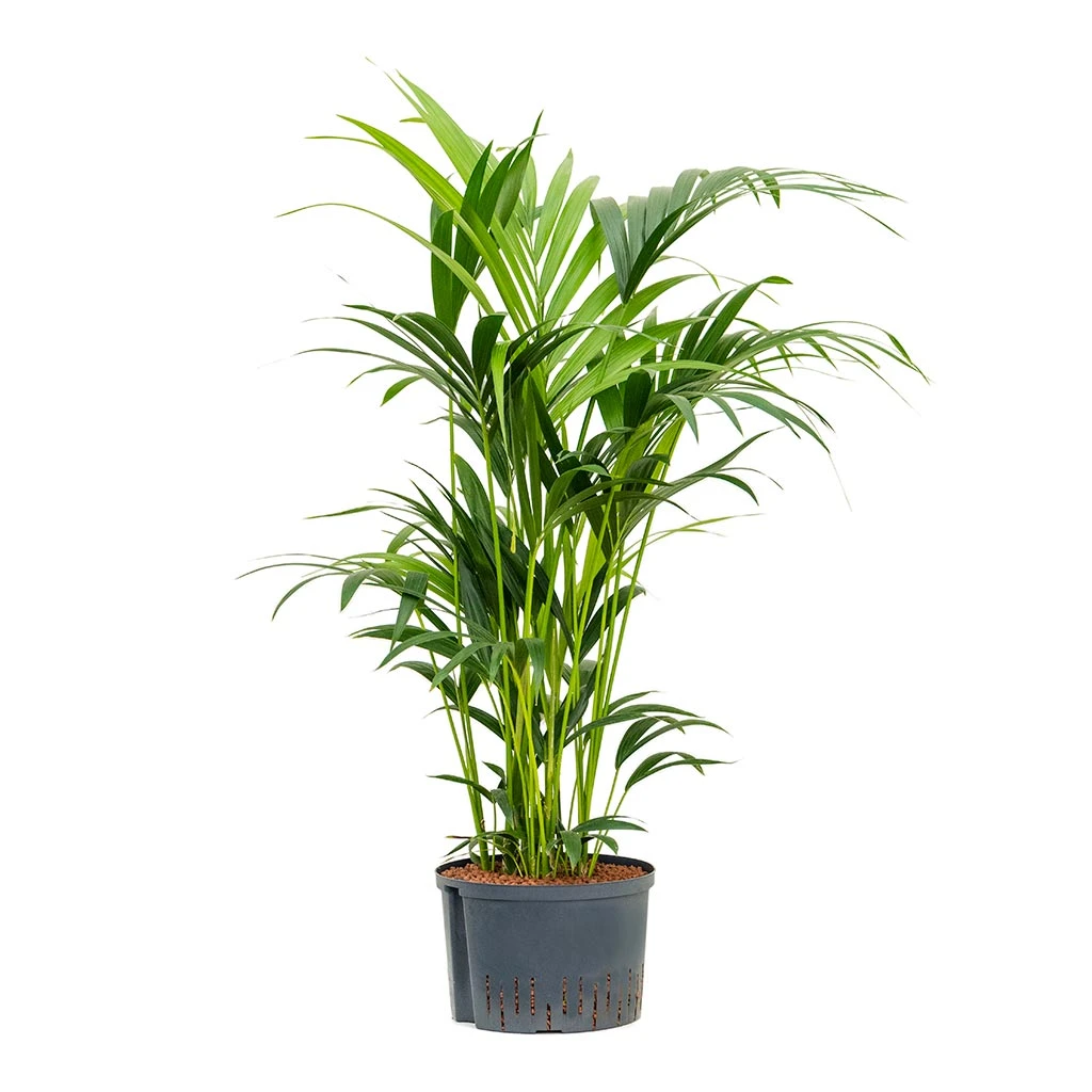 Howea - Kentia Palm - HydroCare 17 Howea - Kentia Palm - HydroCare - Image 15