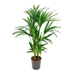 Howea - Kentia Palm - HydroCare 29 Howea - Kentia Palm - HydroCare -Plant potted plants Howea Kentia Palm Hydroculture Indoor Plant 100cm