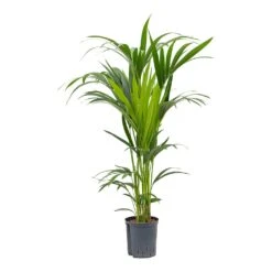 Howea - Kentia Palm - HydroCare 33 Howea - Kentia Palm - HydroCare -Plant potted plants Howea Kentia Palm Hydroculture Indoor Plant 120cm