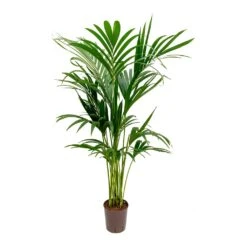 Howea - Kentia Palm - HydroCare 34 Howea - Kentia Palm - HydroCare -Plant potted plants Howea Kentia Palm Hydroculture Indoor Plant 140cm