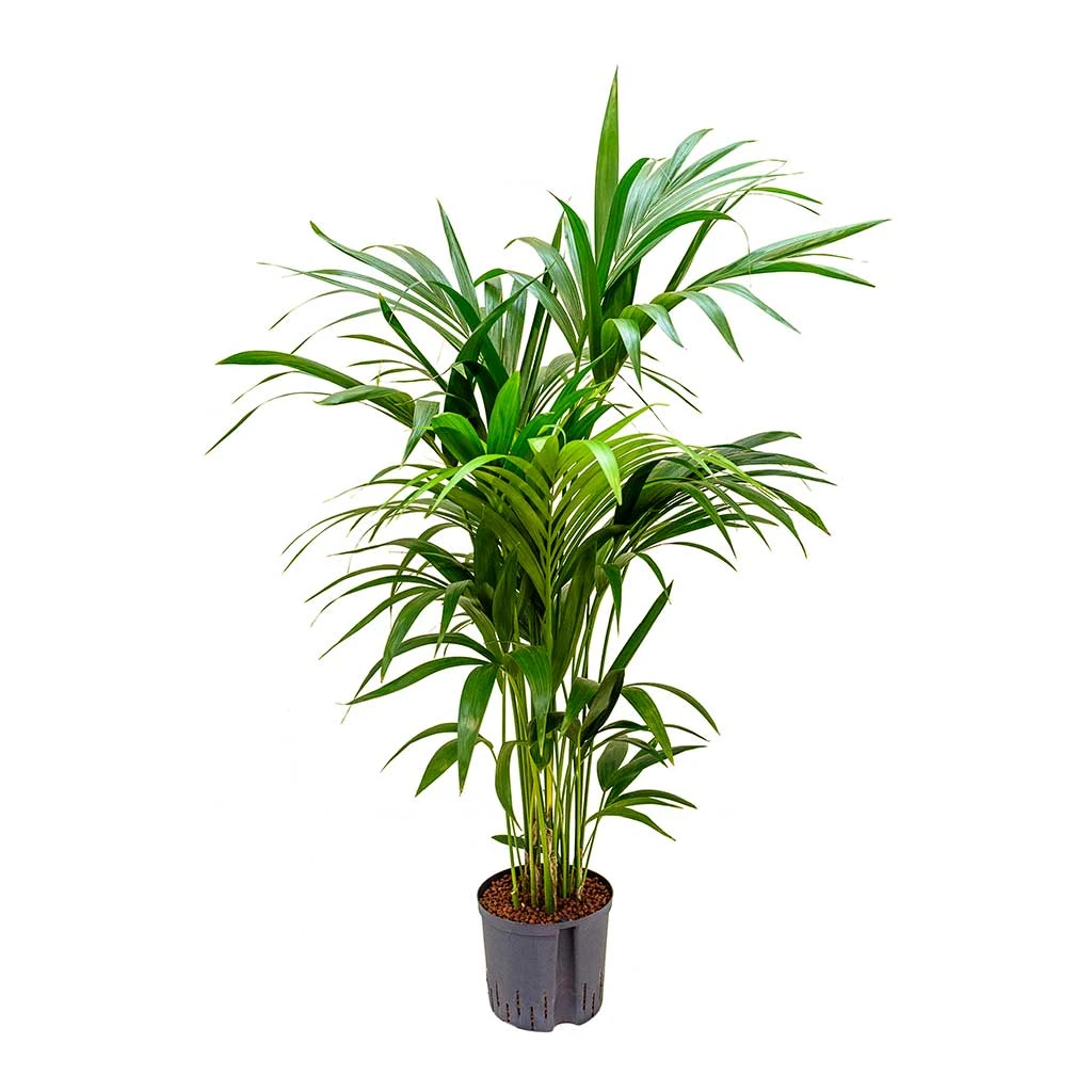 Howea - Kentia Palm - HydroCare 3 Howea - Kentia Palm - HydroCare